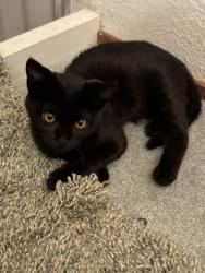 Lost Female Cat last seen Aborn Pet Clinic neighborhood, San Jose, CA 95148