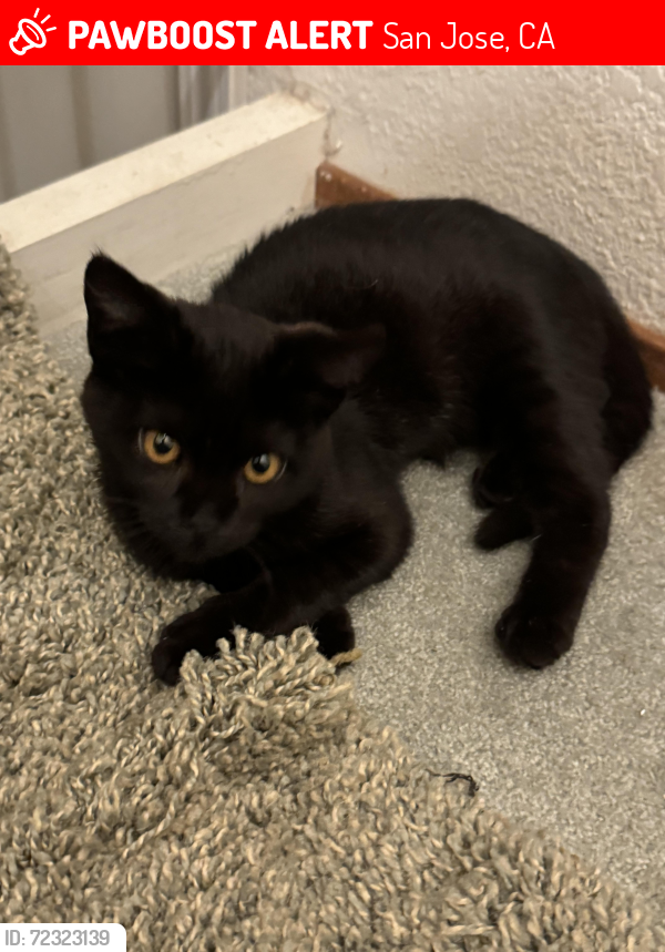 Lost Female Cat last seen Aborn Pet Clinic neighborhood, San Jose, CA 95148