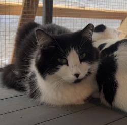 Lost Female Cat last seen  Olsen Park Church of Christ, Amarillo, TX 79106