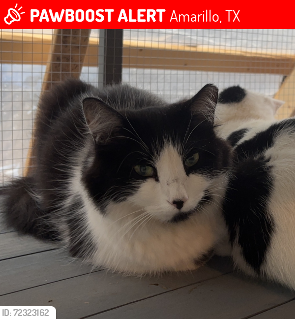 Lost Female Cat last seen  Olsen Park Church of Christ, Amarillo, TX 79106