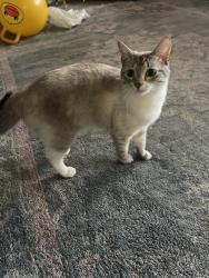 Lost Female Cat last seen Tacoma mall area , Tacoma, WA 98408