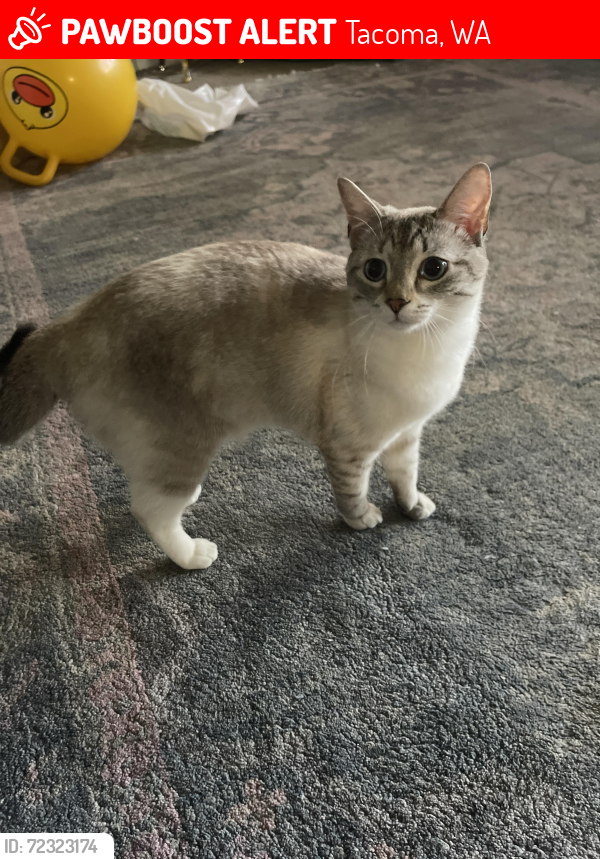 Lost Female Cat last seen Tacoma mall area , Tacoma, WA 98408
