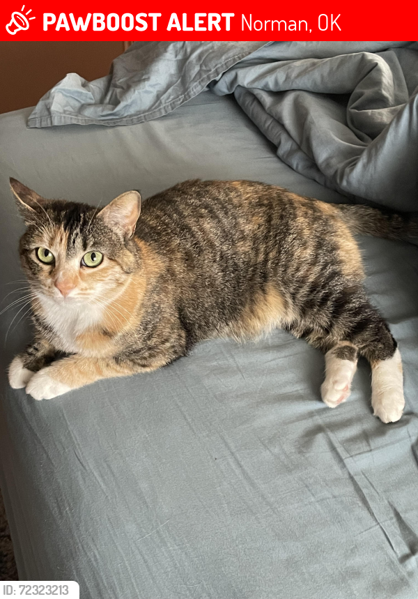 Lost Female Cat last seen McGee and Brooks, Norman, OK 73069