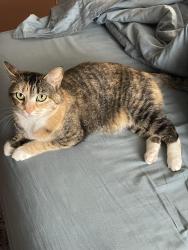 Lost Female Cat last seen McGee and Brooks, Norman, OK 73069