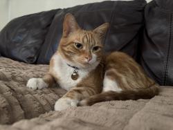 Lost Male Cat last seen Geronimo and Junction, Apache Junction, AZ 85220