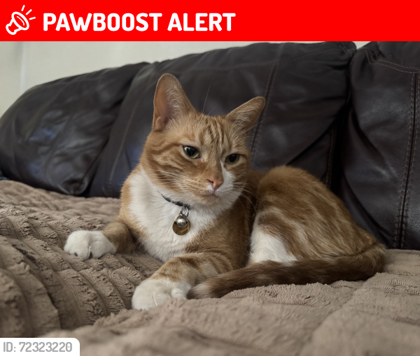 Lost Male Cat last seen Geronimo and Junction, Apache Junction, AZ 85220