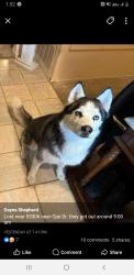 Lost Male Dog last seen Me, Bakersfield, CA 93308