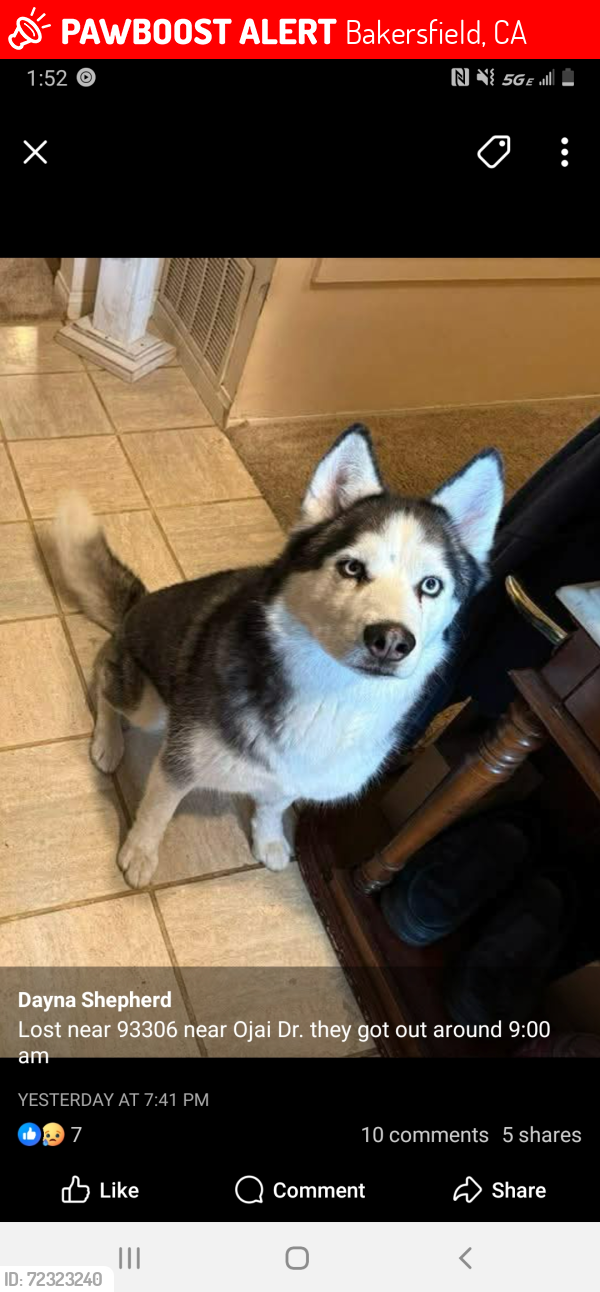 Lost Male Dog last seen Me, Bakersfield, CA 93308