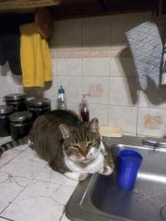 Lost Female Cat last seen Near park avenue , Roosevelt, NY 11575