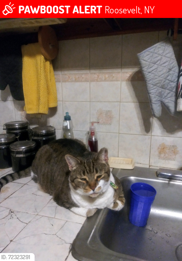 Lost Female Cat last seen Near park avenue , Roosevelt, NY 11575