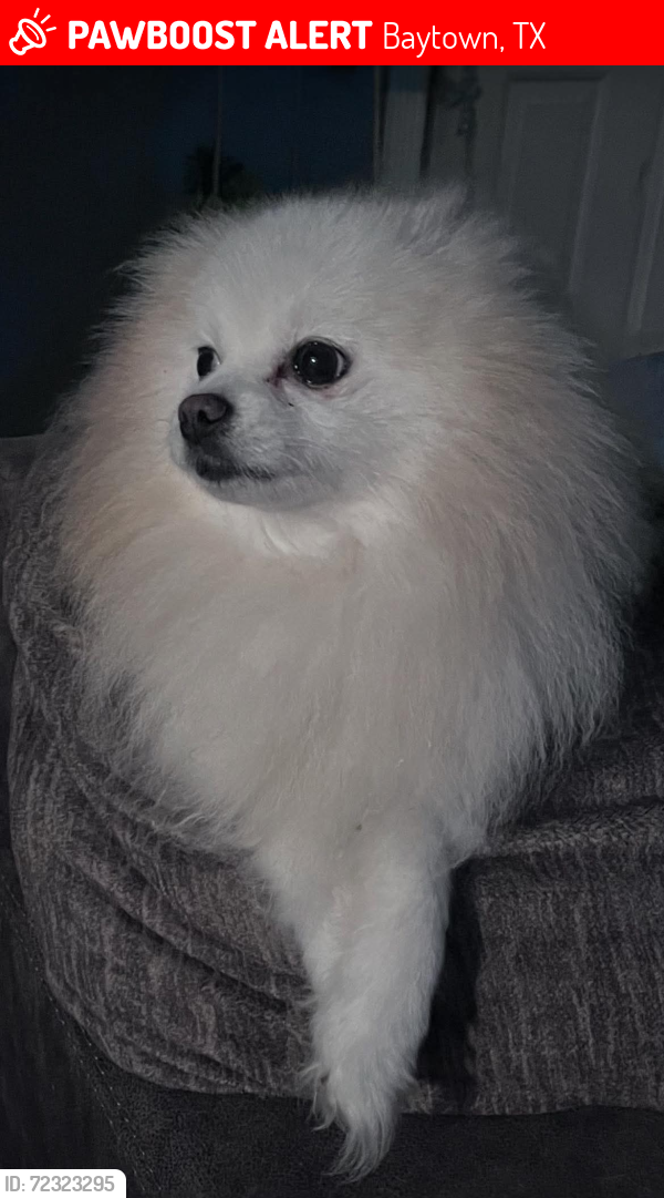 Lost Male Dog last seen Scott St. Purett/Park/William area, Baytown, TX 77520