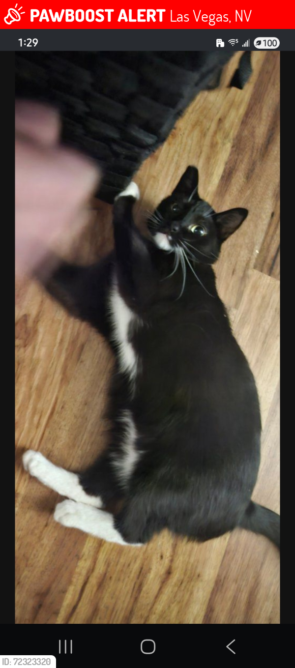 Lost Female Cat last seen Tropicana / hacienda /spencer , Las Vegas, NV 89119