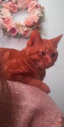Lost Male Cat last seen Lion's Park , Jackson, MI 49202