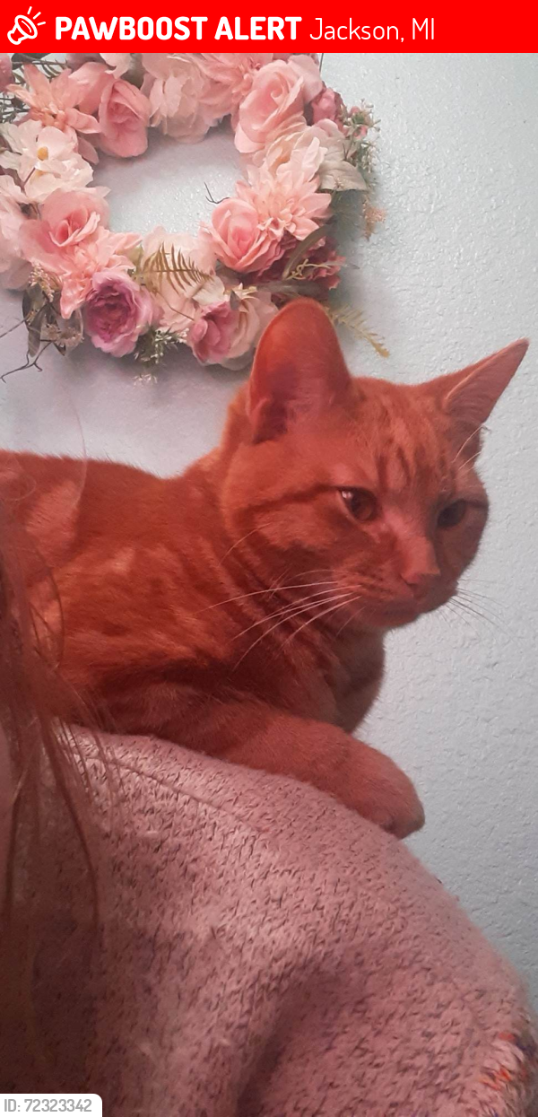 Lost Male Cat last seen Lion's Park , Jackson, MI 49202