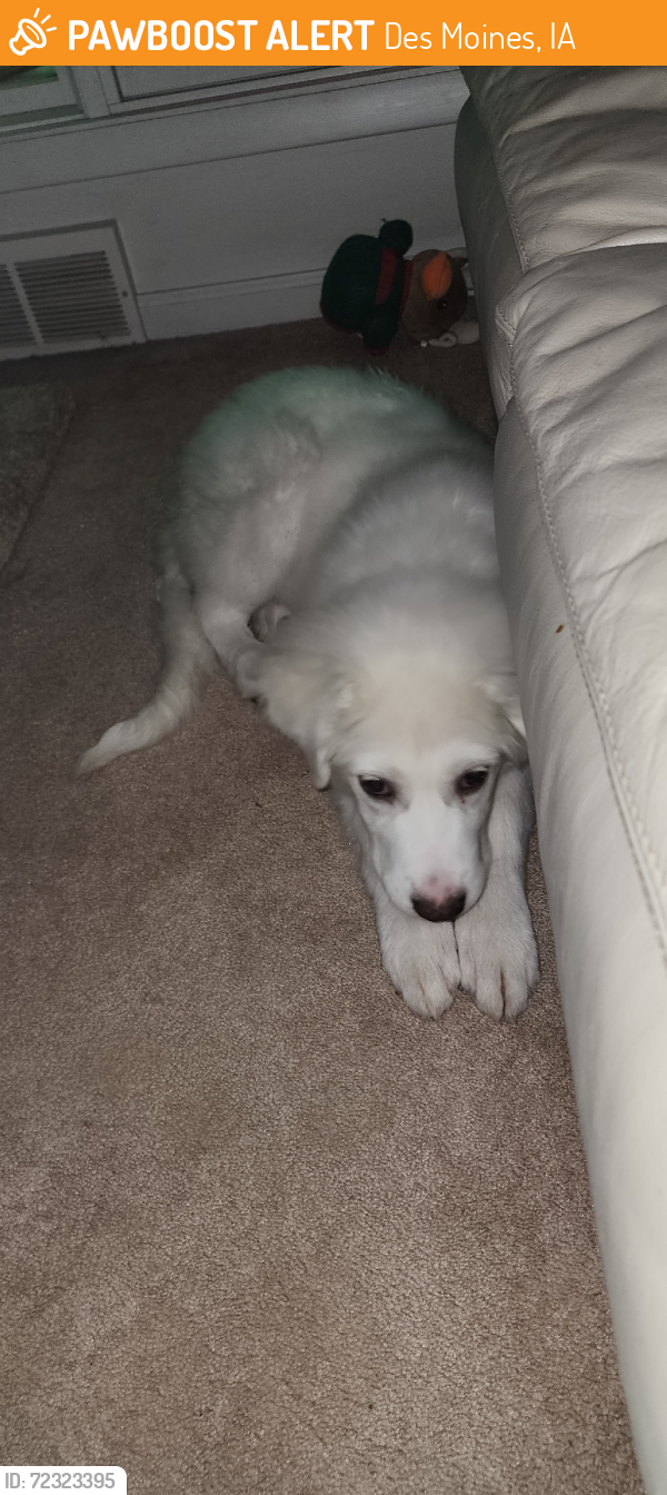 Rehomed Unknown Dog last seen South of wakonda golf course, Des Moines, IA 50315