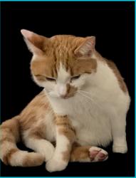 Lost Male Cat last seen NISA local Upper Beeding, Upper Beeding, England BN44