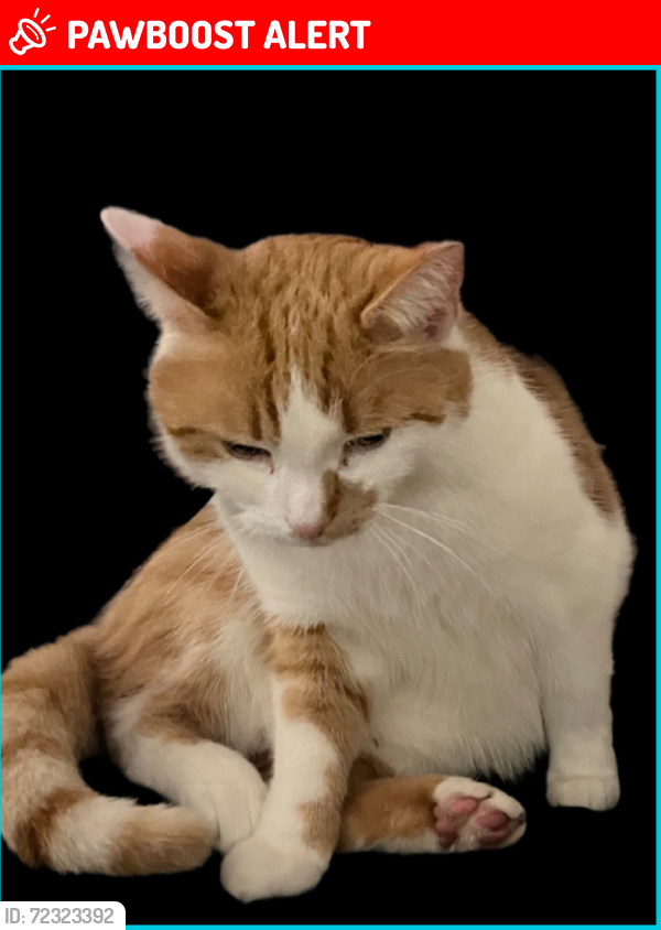Lost Male Cat last seen NISA local Upper Beeding, Upper Beeding, England BN44