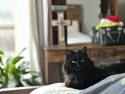 Lost Female Cat last seen Hosta Way and Dynasty, Fort Worth, TX 76123