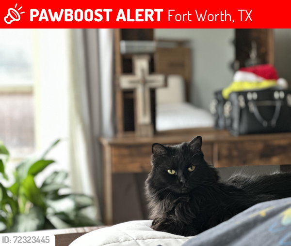 Lost Female Cat last seen Hosta Way and Dynasty, Fort Worth, TX 76123