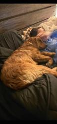 Lost Male Dog last seen 240th St, Dassel, MN 55325