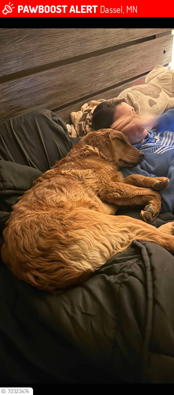 Lost Male Dog last seen 240th St, Dassel, MN 55325