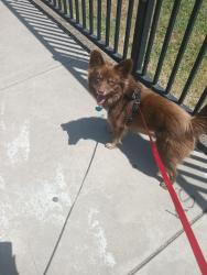 Lost Male Dog last seen 8th and 11th Street , Stockton, CA 95206