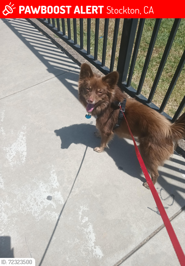 Lost Male Dog last seen 8th and 11th Street , Stockton, CA 95206