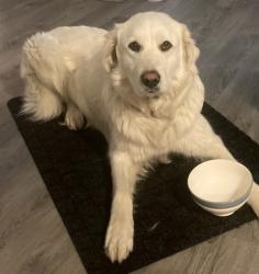Lost Female Dog last seen Highway 16, Strathcona County, AB 
