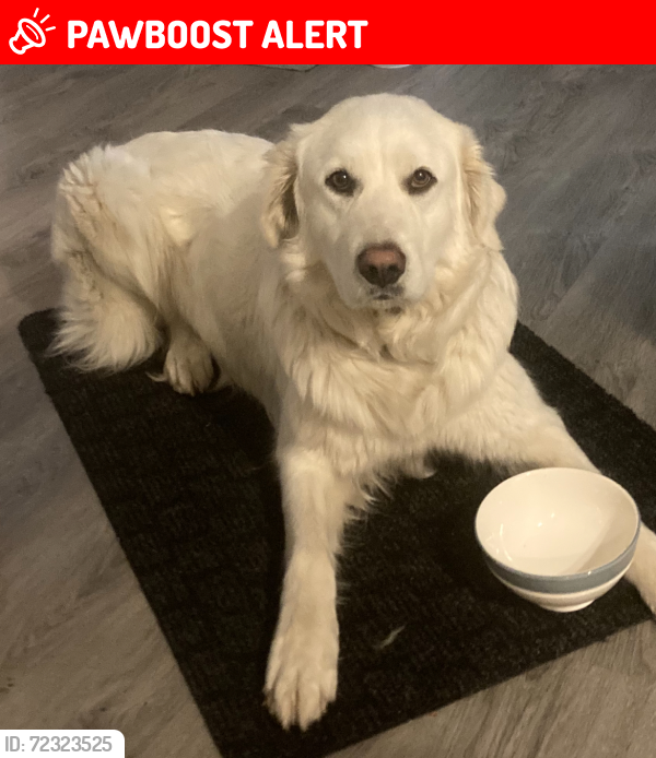 Lost Female Dog last seen Highway 16, Strathcona County, AB 