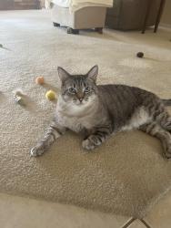 Lost Male Cat last seen 63rd & Cortez Ave, Glendale, 85304, Glendale, AZ 85304