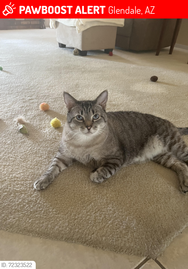 Lost Male Cat last seen 63rd & Cortez Ave, Glendale, 85304, Glendale, AZ 85304
