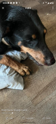 Lost Female Dog last seen StAnn, Saint Ann, MO 63074