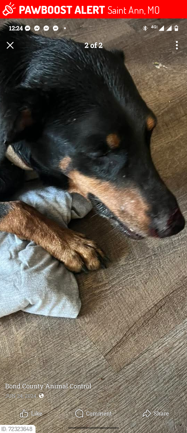 Lost Female Dog last seen StAnn, Saint Ann, MO 63074