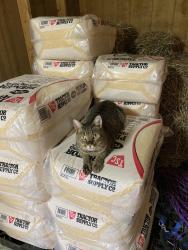 Lost Male Cat last seen Crossroads of Tugaloo and North Campbell, Landrum, SC 29356