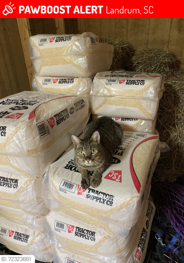 Lost Male Cat last seen Crossroads of Tugaloo and North Campbell, Landrum, SC 29356