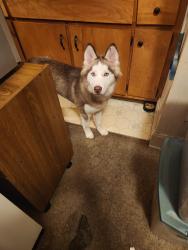 Lost Female Dog last seen 16th street and cantrell street DecaturIL, Decatur, IL 62521