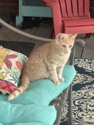 Lost Male Cat last seen Paprika ln, Columbus, GA 31909