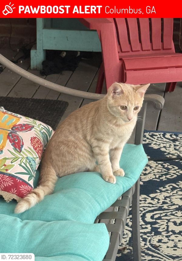 Lost Male Cat last seen Paprika ln, Columbus, GA 31909