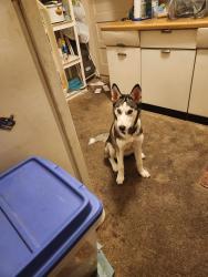Lost Female Dog last seen 16th street and cantrell street DecaturIL, Decatur, IL 62521