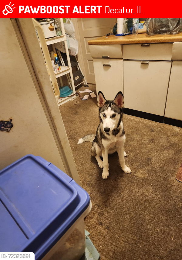 Lost Female Dog last seen 16th street and cantrell street DecaturIL, Decatur, IL 62521
