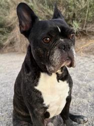 Lost Male Dog last seen Moorland, San Diego, CA 92109