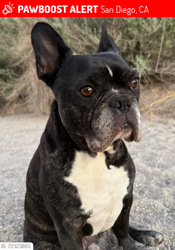 Lost Male Dog last seen Moorland, San Diego, CA 92109