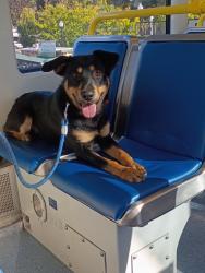 Lost Male Dog last seen Portland Oregon/Gresham Oregon , Portland, OR 97236