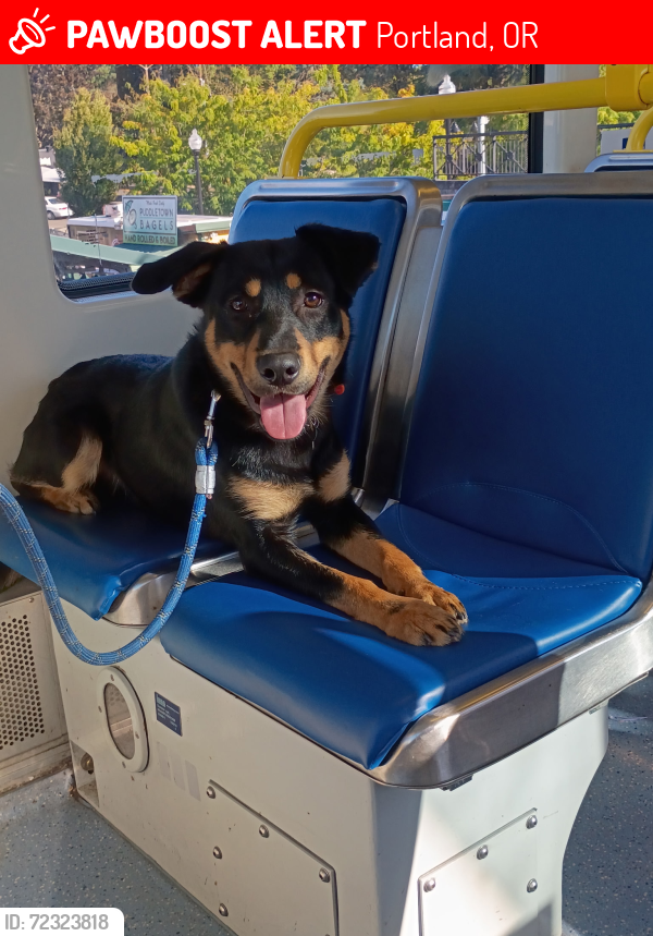 Lost Male Dog last seen Portland Oregon/Gresham Oregon , Portland, OR 97236