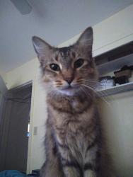 Lost Female Cat last seen Stella st  and  Broadway , Fort Myers, FL 33901