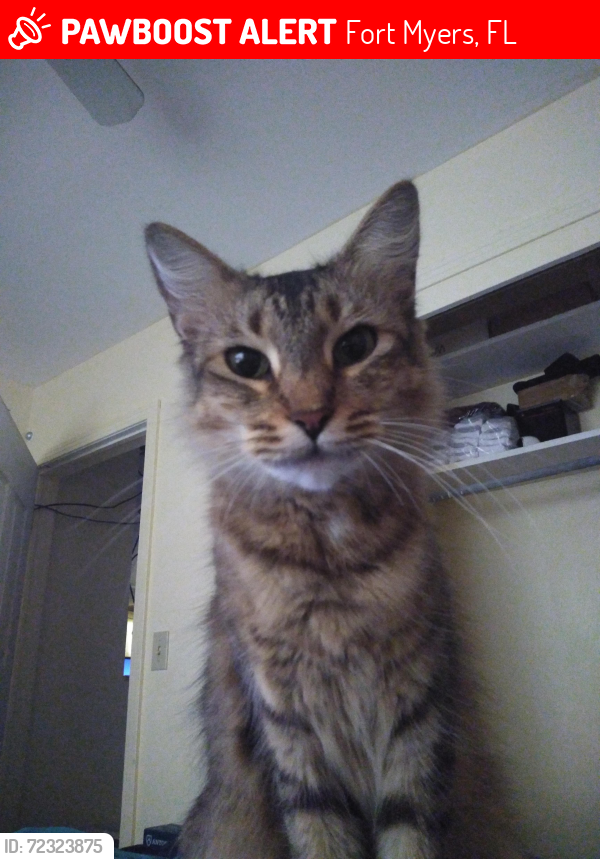 Lost Female Cat last seen Stella st  and  Broadway , Fort Myers, FL 33901