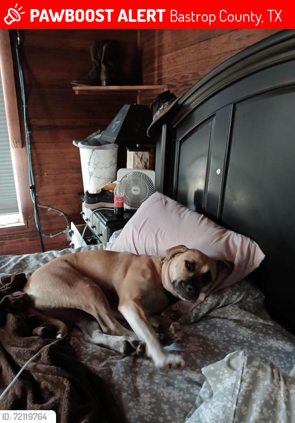 Lost Female Dog last seen Community Center , Bastrop County, TX 78953