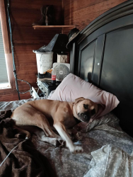 Lost Female Dog last seen Community Center , Bastrop County, TX 78953