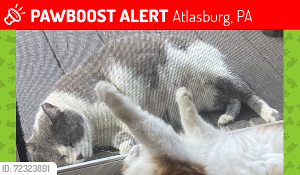 Lost Male Cat last seen Atlasburg PA Next To Whispering Dreams Farm And Across From Paris Construction Storage Yard, Atlasburg, PA 15078