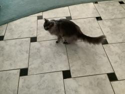 Lost Female Cat last seen SE 4th Ave Or 3rd Ave & Palm Tree, Cape Coral 33904, Cape Coral, FL 33904